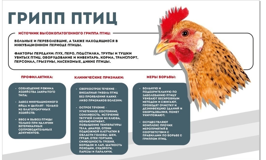 Осторожно, птичий грипп!.